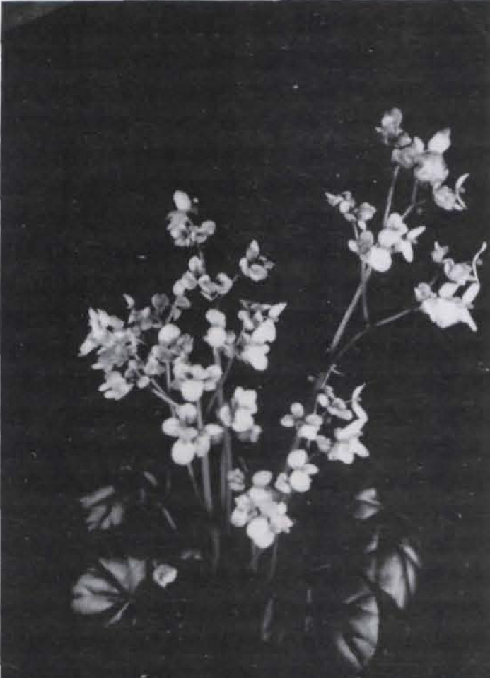 B. ‘Southgate’